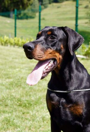 La Curiosa kennel in Ungarn