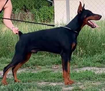 La Curiosa kennel in Ungarn