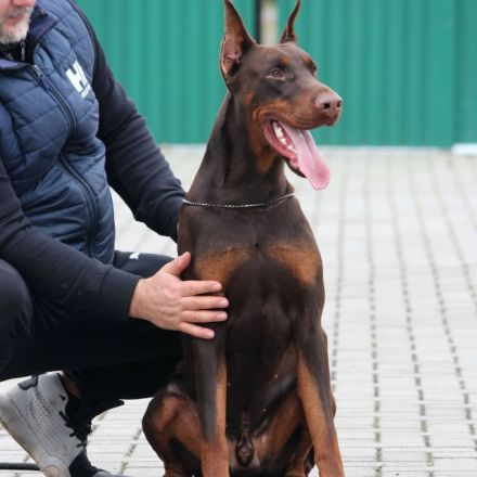 La Curiosa kennel in Ungarn