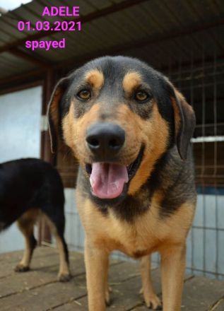 liebe,kastrierte Adele im Tötungstierheim in Rumänien, hofft auf Rettung durch tierliebe Menschen