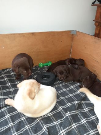 Reinrassige Labradorwelpen