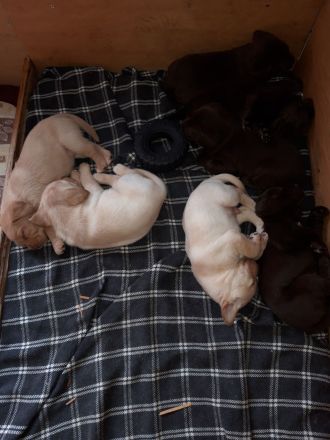 Reinrassige Labradorwelpen