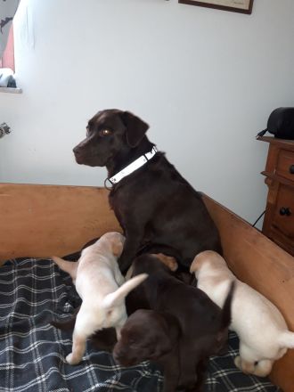 Reinrassige Labradorwelpen