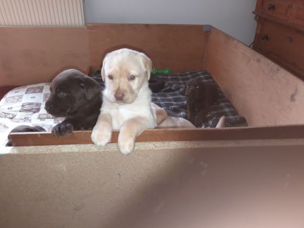 Reinrassige Labradorwelpen