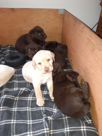 Reinrassige Labradorwelpen