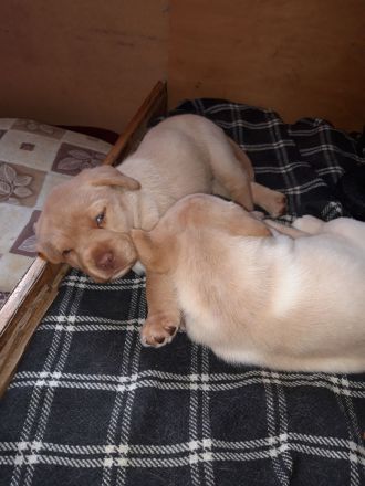 Reinrassige Labradorwelpen