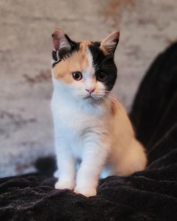 Wundervolle BKH Kitten