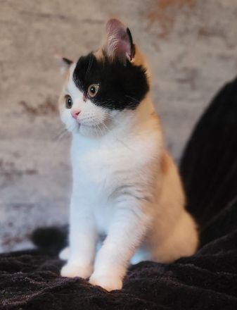 Wundervolle BKH Kitten