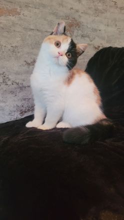 Wundervolle BKH Kitten