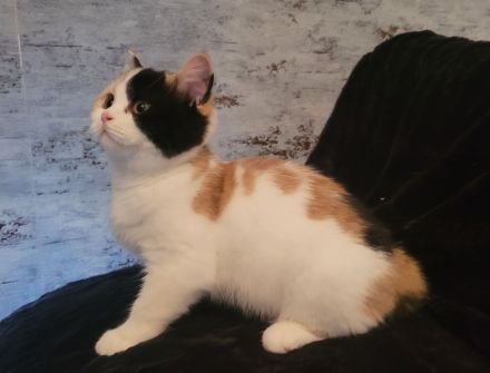 Wundervolle BKH Kitten