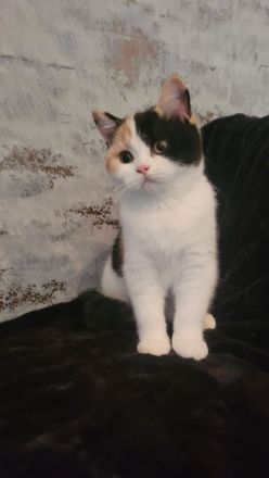 Wundervolle BKH Kitten