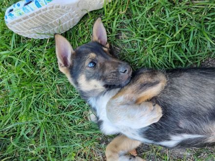 Schäferhund Husky Mix  Welpen