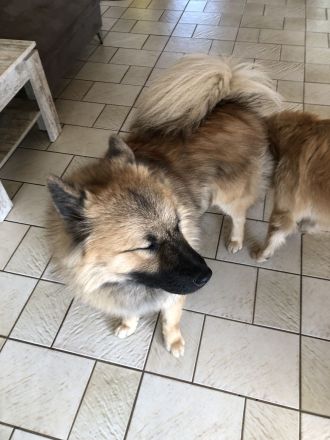 Eurasier Deckrüde