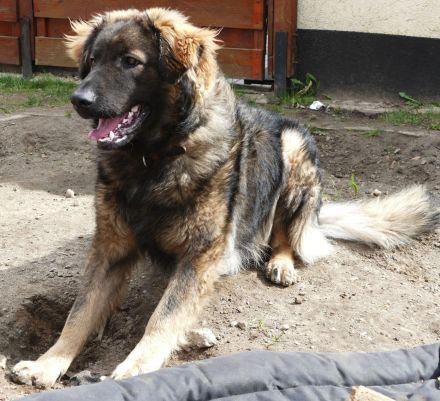 Germanischer Bärenhund sucht Zuhause