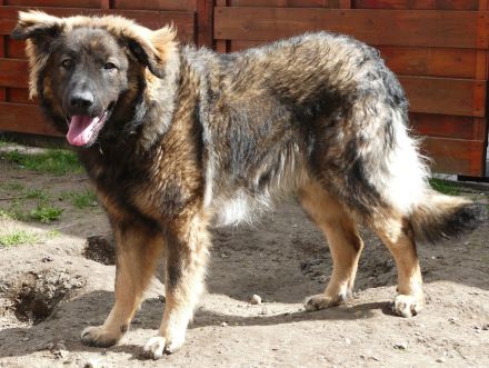 Germanischer Bärenhund sucht Zuhause