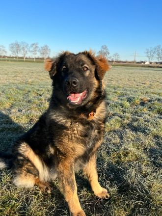 Germanischer Bärenhund sucht Zuhause