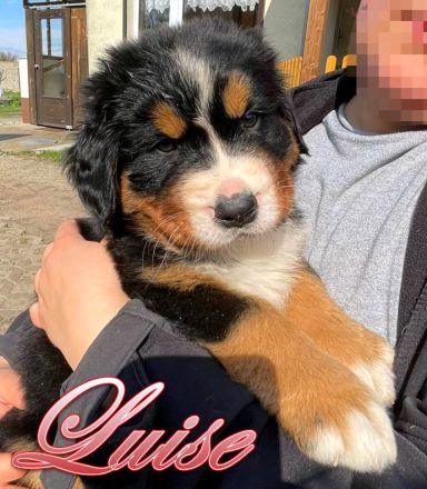 Berner Sennenhund Welpen