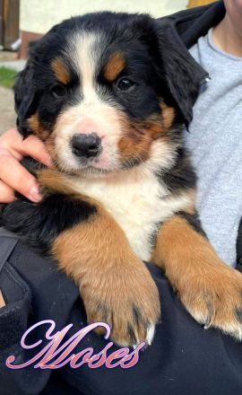 Berner Sennenhund Welpen