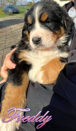 Berner Sennenhund Welpen