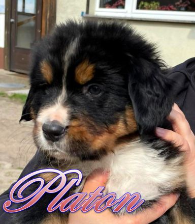 Berner Sennenhund Welpen