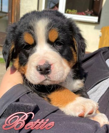 Berner Sennenhund Welpen