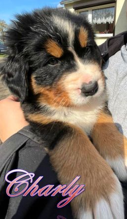 Berner Sennenhund Welpen