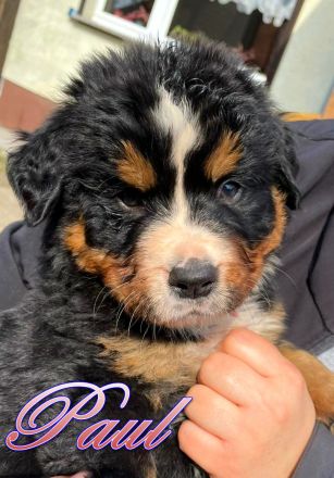 Berner Sennenhund Welpen