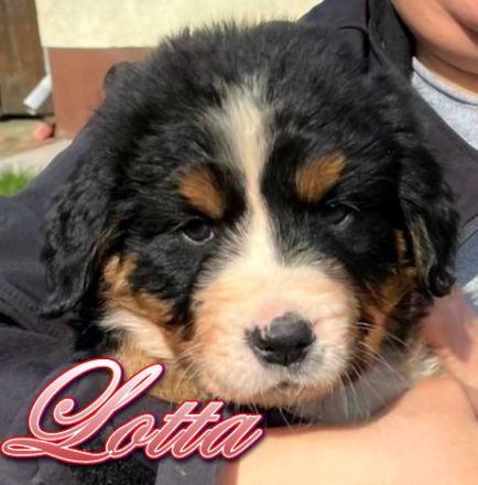 Berner Sennenhund Welpen