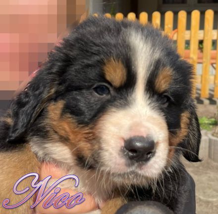 Berner Sennenhund Welpen