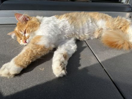 Deckkater Norwegische Waldkatze