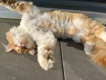 Deckkater Norwegische Waldkatze