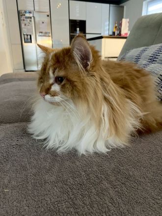 Deckkater Norwegische Waldkatze