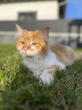 Deckkater Norwegische Waldkatze