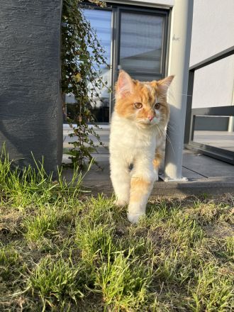 Deckkater Norwegische Waldkatze