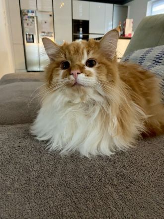 Deckkater Norwegische Waldkatze