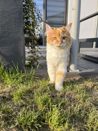 Deckkater Norwegische Waldkatze