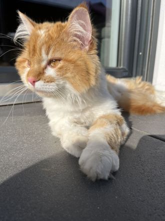 Deckkater Norwegische Waldkatze