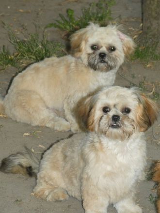Shih Tzu Welpen abgabebereit