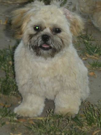 Shih Tzu Welpen abgabebereit