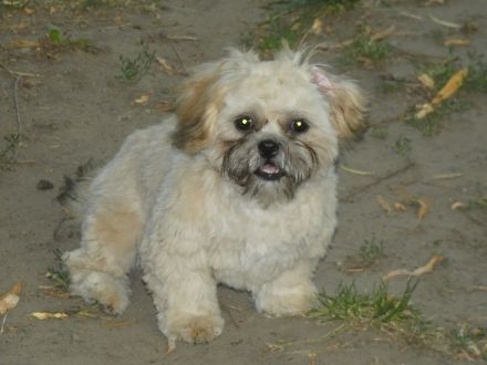 Shih Tzu Welpen abgabebereit