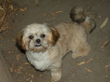 Shih Tzu Welpen abgabebereit