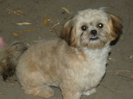 Shih Tzu Welpen abgabebereit