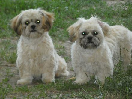 Shih Tzu Welpen abgabebereit