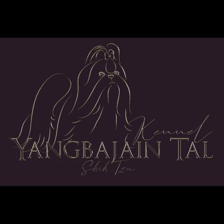 Shih Tzu Welpen abgabebereit