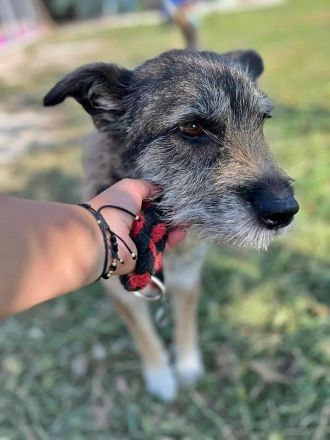 Mila, ein Oldie wartet auf eine Chance