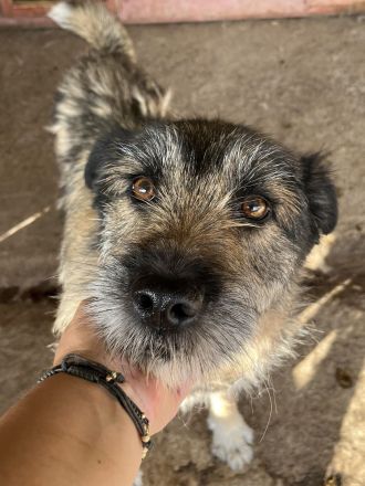 Mila, ein Oldie wartet auf eine Chance