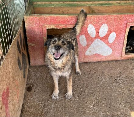 Mila, ein Oldie wartet auf eine Chance