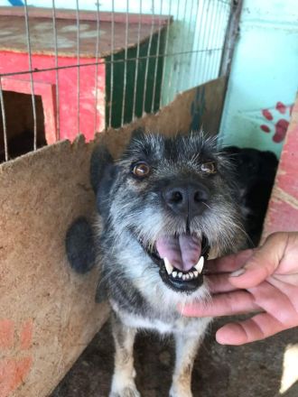 Mila, ein Oldie wartet auf eine Chance