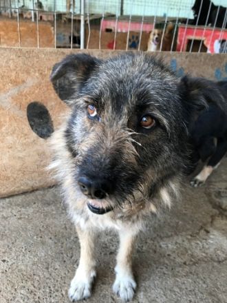 Mila, ein Oldie wartet auf eine Chance