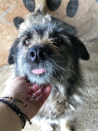 Mila, ein Oldie wartet auf eine Chance